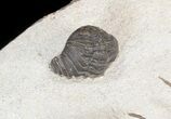 Spiny Koneprusia Trilobite - Foum Zguid, Morocco #44511-5